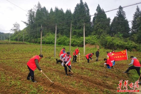 龙潭坪镇开展“我为群众办实事，茶园基地大作战”志愿服务活动(1)2.jpg